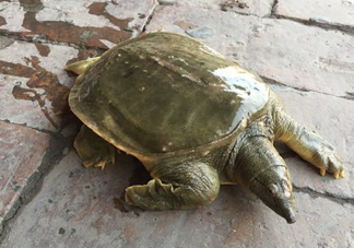 腳魚是什么？腳魚和烏龜?shù)膮^(qū)別