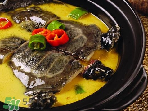 甲魚又叫什么？甲魚吃什么食物