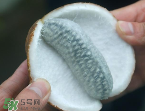 八月瓜可以補(bǔ)腎嗎？八月瓜的營(yíng)養(yǎng)價(jià)值