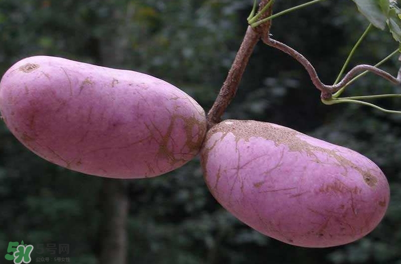 八月瓜可以經(jīng)常吃嗎？八月瓜可以多吃嗎？