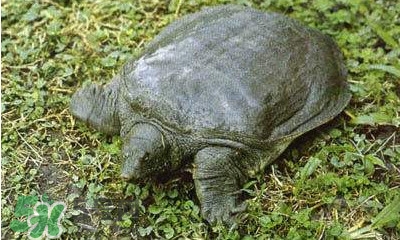 甲魚是烏龜嗎？甲魚是王八嗎？