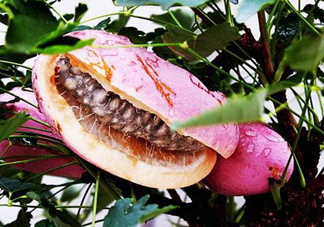 八月瓜的藥用價(jià)值有哪些？八月瓜能治什么?。?><p><strong>八月瓜的藥用價(jià)值有哪些？八月瓜能治什么病？</strong></p></a></li> 	     </ul>
		</div>
	   <div   id=