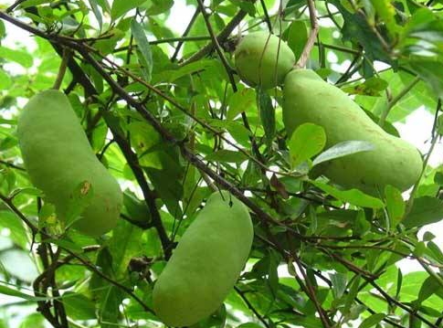 八月瓜的藥用價(jià)值有哪些？八月瓜能治什么?。?></p><h3>八月瓜怎么吃</h3><p>很多人都不懂八月瓜怎么吃。如果八月瓜的果皮發(fā)軟，但沒(méi)裂開(kāi)，或是裂開(kāi)但果皮不發(fā)軟，都證明還沒(méi)有完全熟透，我們不需急著食用。那么八月瓜怎么吃呢?</p><p>1、八月瓜還沒(méi)發(fā)軟，可以放置5-7天后與蜂蜜或冰糖混著吃，達(dá)到更好的保健效果。雖然八月瓜的種子數(shù)較多，但是種子也能吃，而且有利消化。此外，種子洗干凈后還能種植，或是榨油，或是藥用。</p><p>2、如果買回來(lái)的八月瓜果皮果肉已經(jīng)是軟的，可以除去保鮮膜后，掰開(kāi)果皮，用勺挑取果肉吃。連皮帶籽一起吃，能促進(jìn)腸胃蠕動(dòng)和幫助消化。</p><p>3、八月札、金櫻子、海金砂根各4兩，天葵子8兩，熬藥，分3天服用，可以治療淋巴結(jié)核。</p><p>4、三葉木通根或果1兩，加水煎熬服用，可以治療胃腸脹悶。</p><p>5、八月瓜30g，小茴香10g，橘核12g，加水煎熬服用，可疏肝理氣、散結(jié)、小腹疼痛。</p>		</div>
<div align=