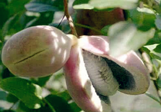 八月瓜能放冰箱嗎？八月瓜怎么保存？