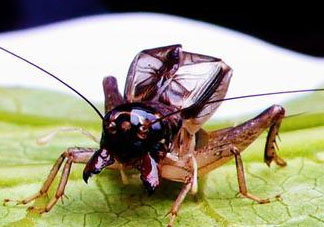 蛐蛐多少錢一只？2017蛐蛐價格