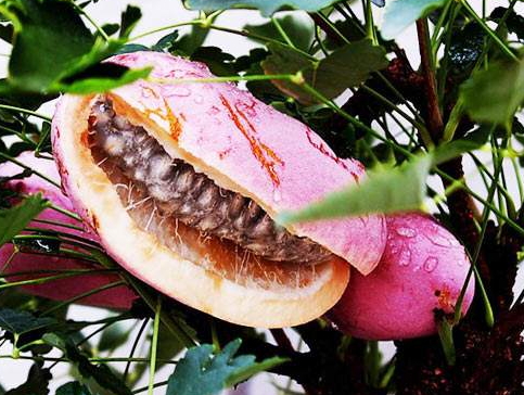 八月瓜的藥用價(jià)值有哪些？八月瓜能治什么??？