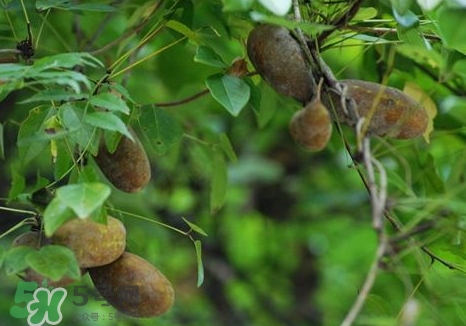 八月瓜可以經(jīng)常吃嗎？八月瓜可以多吃嗎？