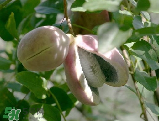 八月瓜可以補(bǔ)腎嗎？八月瓜的營(yíng)養(yǎng)價(jià)值