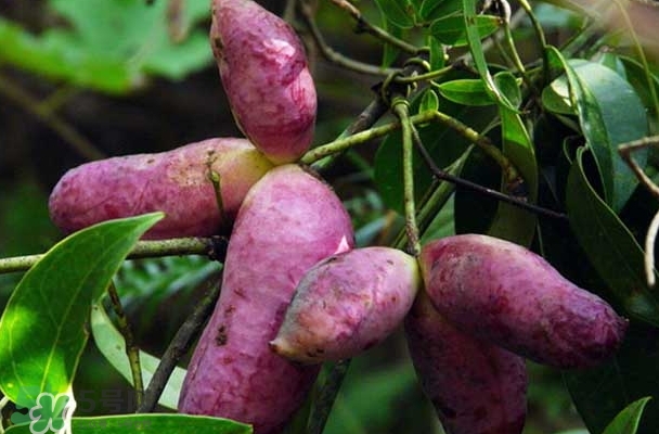 八月瓜能放冰箱嗎？八月瓜怎么保存？