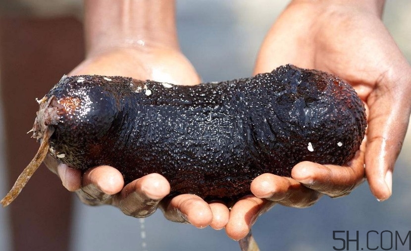 海參一次吃多少合適？海參吃多了會(huì)怎樣？