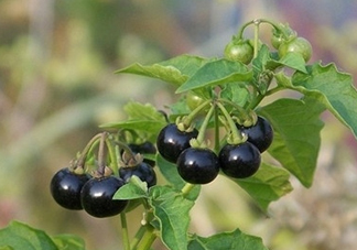 龍葵果是黑天天嗎？龍葵果是黑枸杞嗎？