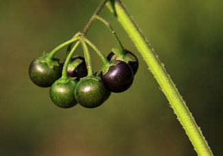 龍葵果可以治療近視眼嗎？龍葵果可以泡水喝嗎