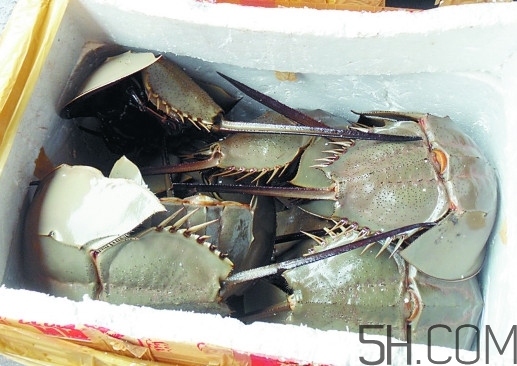 中華鱟多少錢一斤？中華鱟有什么藥用價值