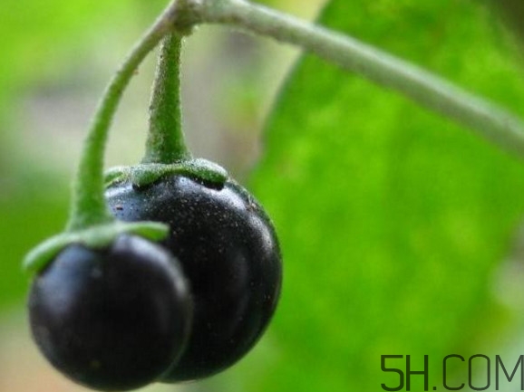 龍葵果可以吃嗎？龍葵果能不能當(dāng)水果吃