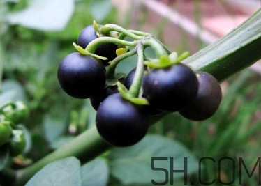 龍葵果可以吃嗎？龍葵果能不能當(dāng)水果吃