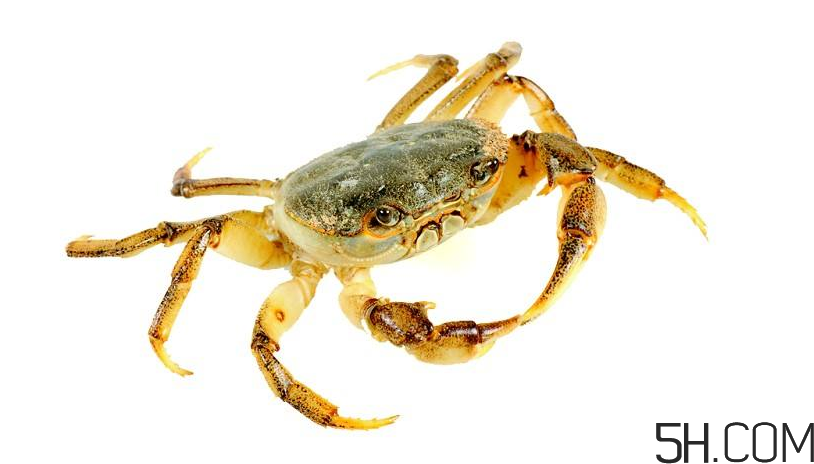 螃蟹煮多久？螃蟹的價(jià)格