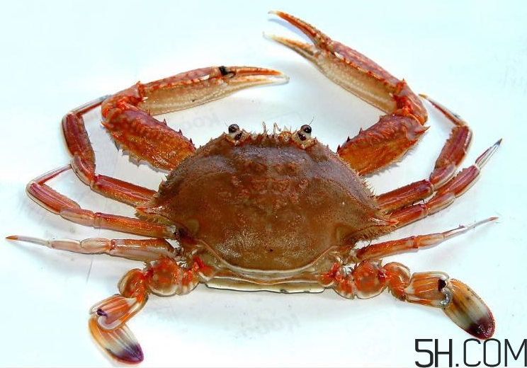 螃蟹煮多久？螃蟹的價(jià)格