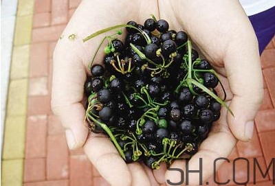 龍葵果泡酒有什么功能？龍葵果的功效與作用