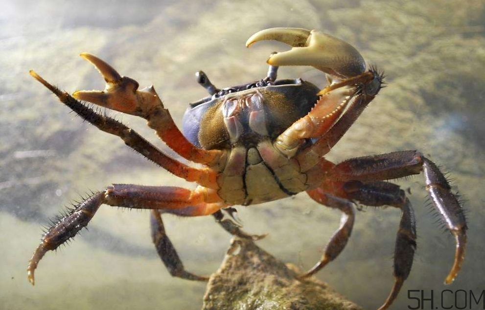 螃蟹的生活習(xí)性是怎么樣的？螃蟹的選購技巧