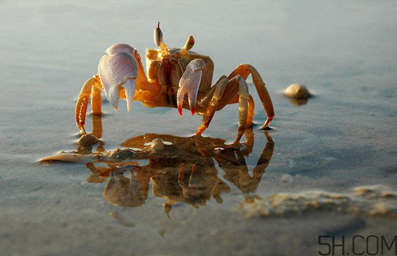 螃蟹的生活習(xí)性是怎么樣的？螃蟹的選購技巧