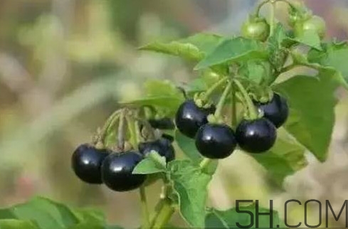 孕婦可以吃龍葵果嗎？龍葵果怎么泡酒