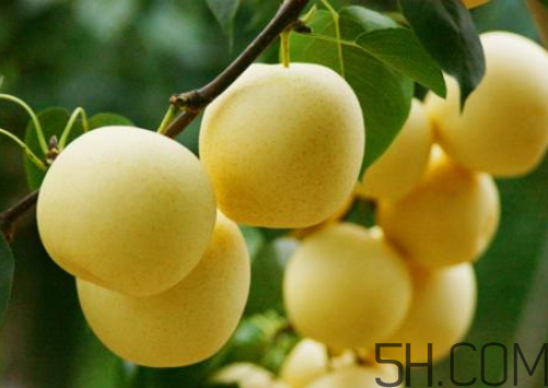 雪梨可以放冰箱嗎？雪梨怎么保存？