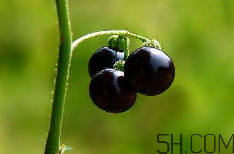 龍葵果可以治療近視眼嗎？龍葵果可以泡水喝嗎