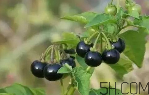 龍葵果可以治療近視眼嗎？龍葵果可以泡水喝嗎