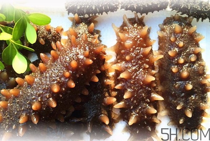 海參能和西紅柿一起吃嗎？海參和什么一起吃最好？