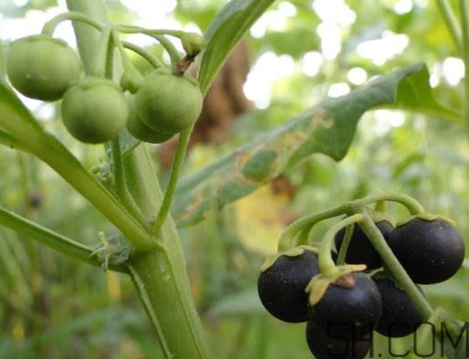 龍葵果可以治癌癥嗎？吃龍葵果有什么好處