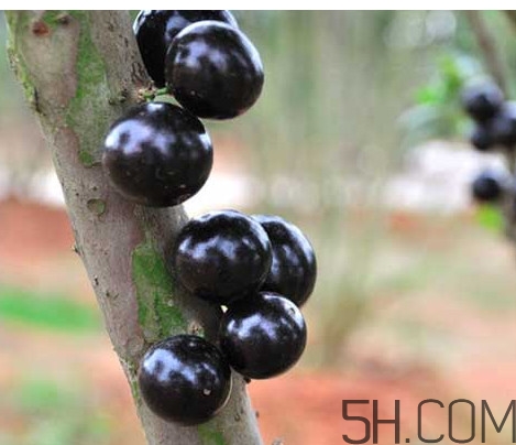 樹葡萄皮和核能吃嗎？樹葡萄多久結(jié)果
