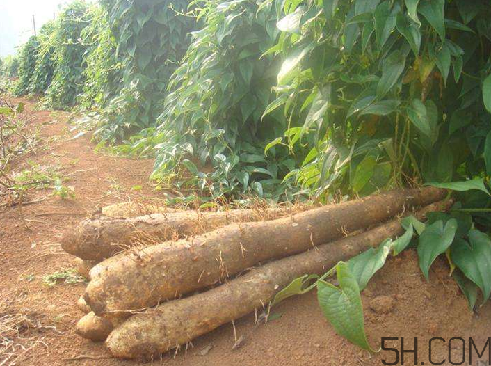 吃山藥會胖嗎？山藥去皮的技巧