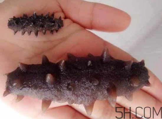 海參是海鮮嗎？海參是動(dòng)物還是植物？