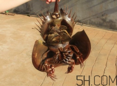 中華鱟有毒嗎？中華鱟的血是什么顏色？