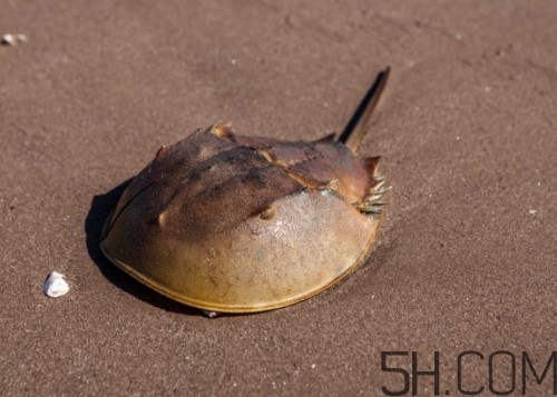 中華鱟可以養(yǎng)殖嗎？中華鱟怎么養(yǎng)