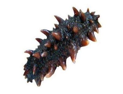 海參刺多好還是刺少好？海參沒(méi)有刺是怎么回事？