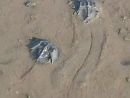 中華鱟能活多久？中華鱟最大能長多大