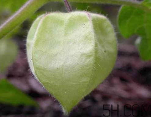 姑娘果是燈籠果嗎？姑娘果有幾種？