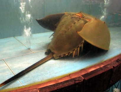 馬蹄蟹有毒嗎？馬蹄蟹能吃嗎