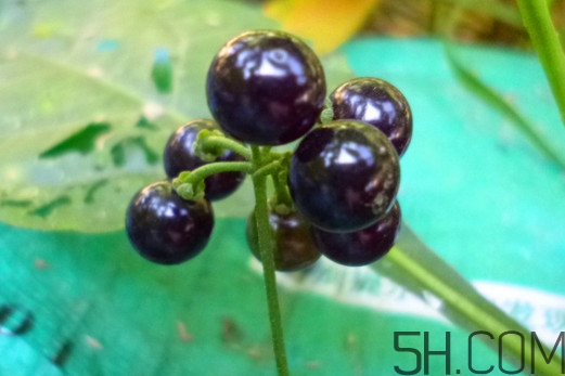 孕婦可以吃龍葵果嗎？龍葵果怎么泡酒