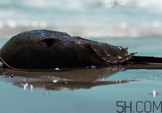 中華鱟可以養(yǎng)殖嗎？中華鱟怎么養(yǎng)