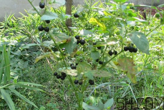 龍葵果可以吃嗎？龍葵果能不能當(dāng)水果吃