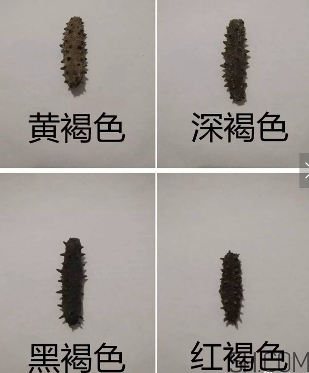 海參顏色深好還是淺好？海參顏色發(fā)白時怎么回事？