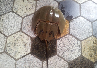 中華鱟多少錢一斤？中華鱟有什么藥用價值