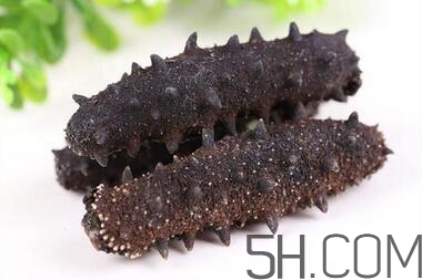 海參是越大越好嗎？海參的生長年限與營養(yǎng)價(jià)值有關(guān)嗎？