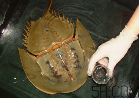 馬蹄蟹好吃嗎？馬蹄蟹怎么吃