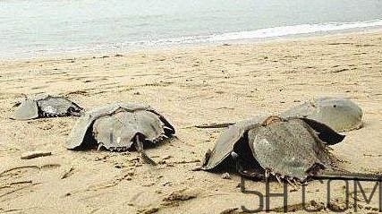 中華鱟能吃嗎？中華鱟怎么讀