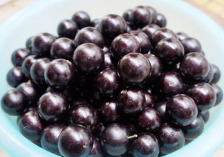 樹(shù)葡萄怎么種植？樹(shù)葡萄要多少年才掛果