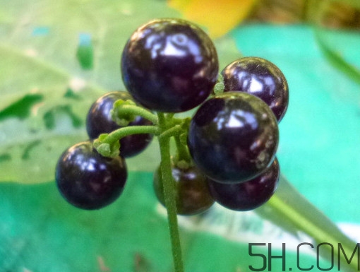 龍葵果泡酒有什么功能？龍葵果的功效與作用