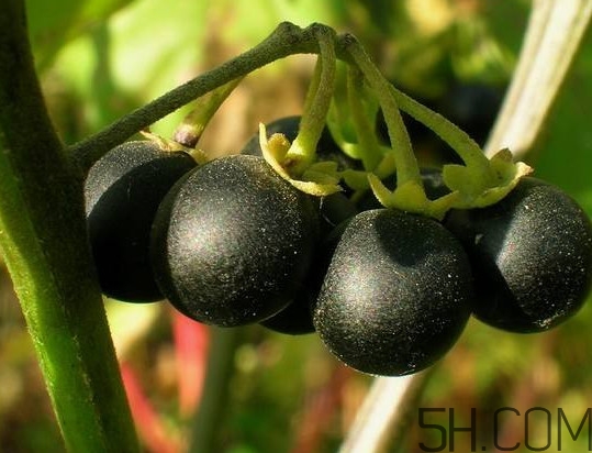 龍葵果有毒嗎？龍葵果怎么吃